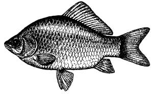 Карась раскраска