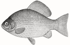 Карась карандашом рисунок