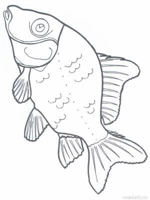 DataLife Engine > Версия для печати > Карась рисунок карандашом