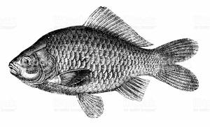 Карась рисунок карандашом