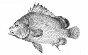 Карась раскраска для детей