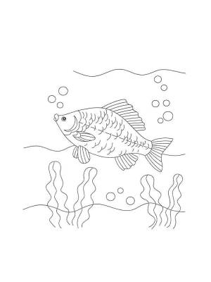 Раскраски Карась