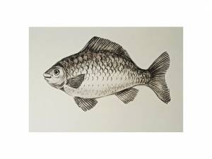 Карась, как нарисовать черным карандашом