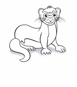 Раскраски Хорек