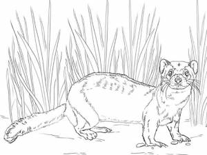 Раскраски Хорек