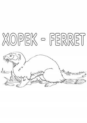 Раскраска хорек