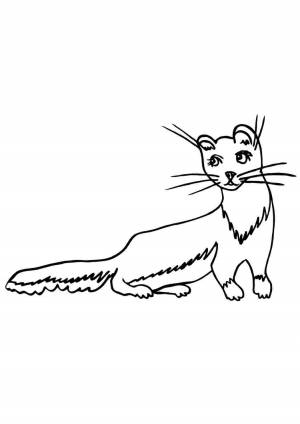 Раскраска хорек