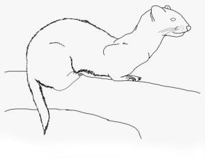 Ночное животное хорек