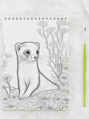 Раскраска Хорек, набор из 10 картинок