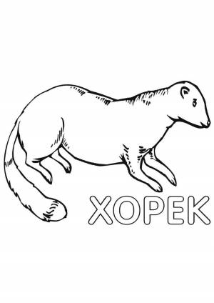 Раскраска хорек