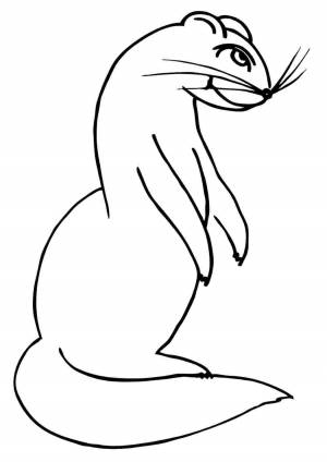 Раскраска хорек