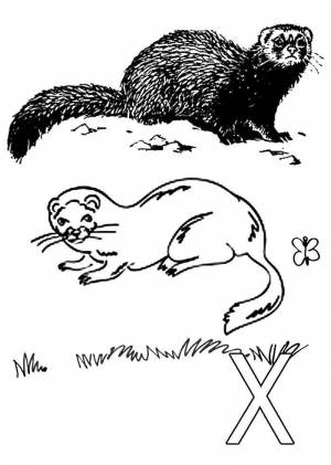 Раскраски Раскраска Хорек Животные