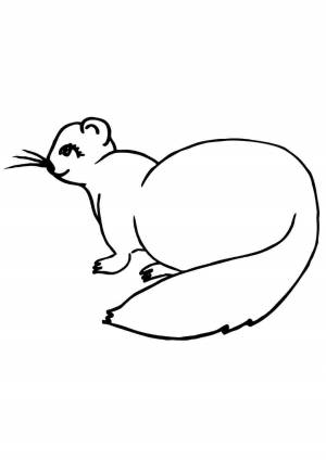 Раскраска хорек