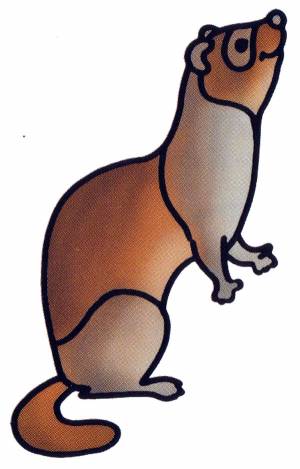 Раскраска Хорек