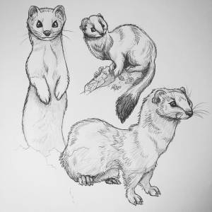 Степной хорек рисунок