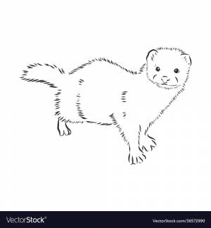 Хорек рисунок легкий