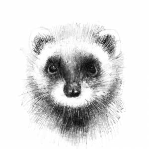 Хорек рисунок карандашом