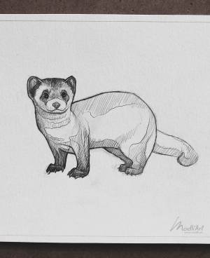 Хорек рисунок легкий