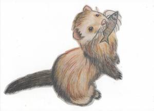 Хорек осенью