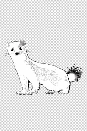 Горностай Горностай, Хорек, Европейская Куница, Рисование, Штриховые рисунки, Мех, Ласки, Я ЕСМЬ Ласка png