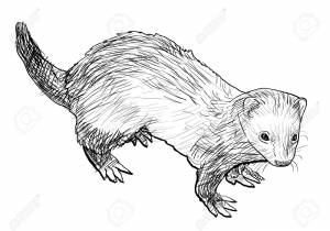 DataLife Engine > Версия для печати > Раскраска хорек