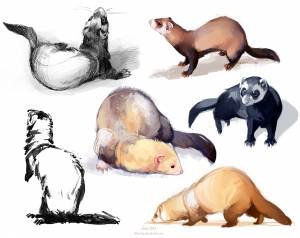 Хорек рисунок карандашом