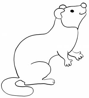 Раскраска хорек