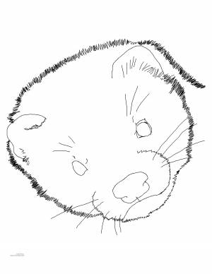 DataLife Engine > Версия для печати > Раскраска хорек