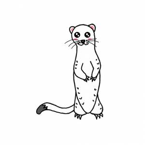 Как нарисовать хорька