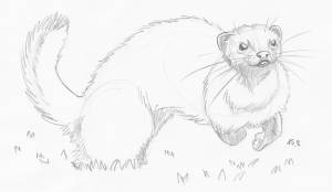 Ночное животное хорек