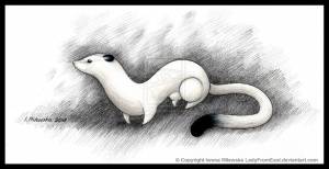 Хорек рисунок легкий