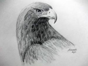 Беркут рисунок карандашом