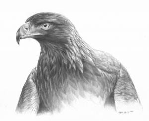golden eagle drawing