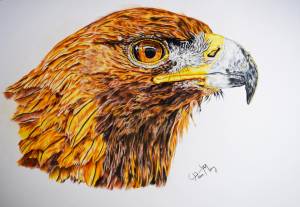 Golden Eagle, Рисунок