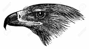This Image Represents Golden Eagle Head, Vintage Line Drawing Or Engraving Illustration