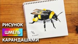 Как нарисовать шмеля цветными карандашами