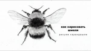 как нарисовать шмеля рисунок шмеля карандашом юрий синчуков