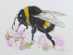 Рисунок шмеля карандашом
