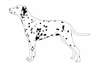 Раскраски далматинец