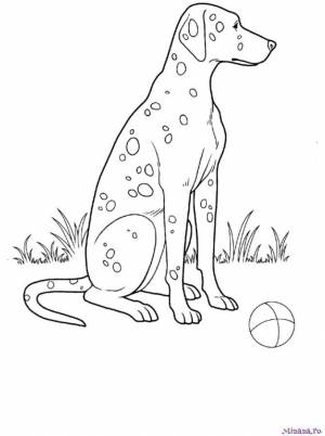 Раскраска далматинец