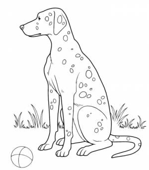 Раскраски далматинец, Раскраска Далматинец Собаки