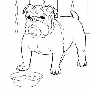 Раскраска «Бульдог»