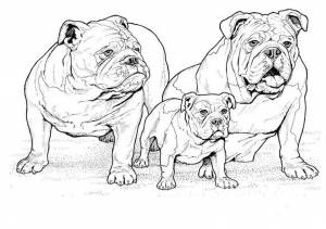 Раскраски Бульдог