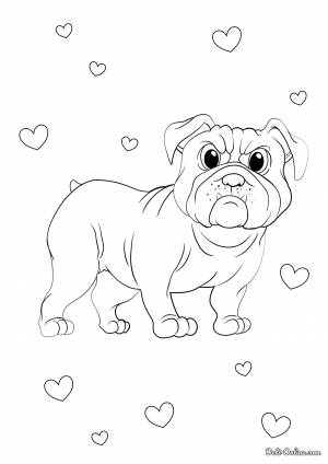 Раскраска Бульдог
