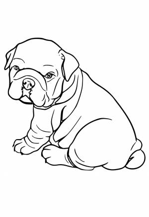 Раскраска Французский Бульдог Милый
