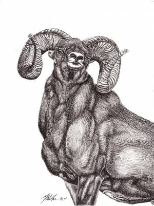 Горный баран рисунок