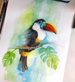 Tucan aves