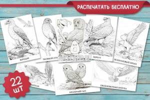 Раскраски для детей и взрослых хищные птицы