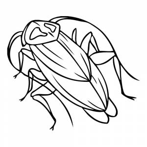 Раскраска Таракан