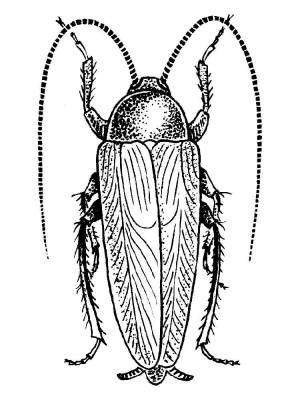 Раскраски Таракан